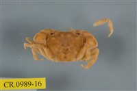 藏品(平背蜞)的圖片